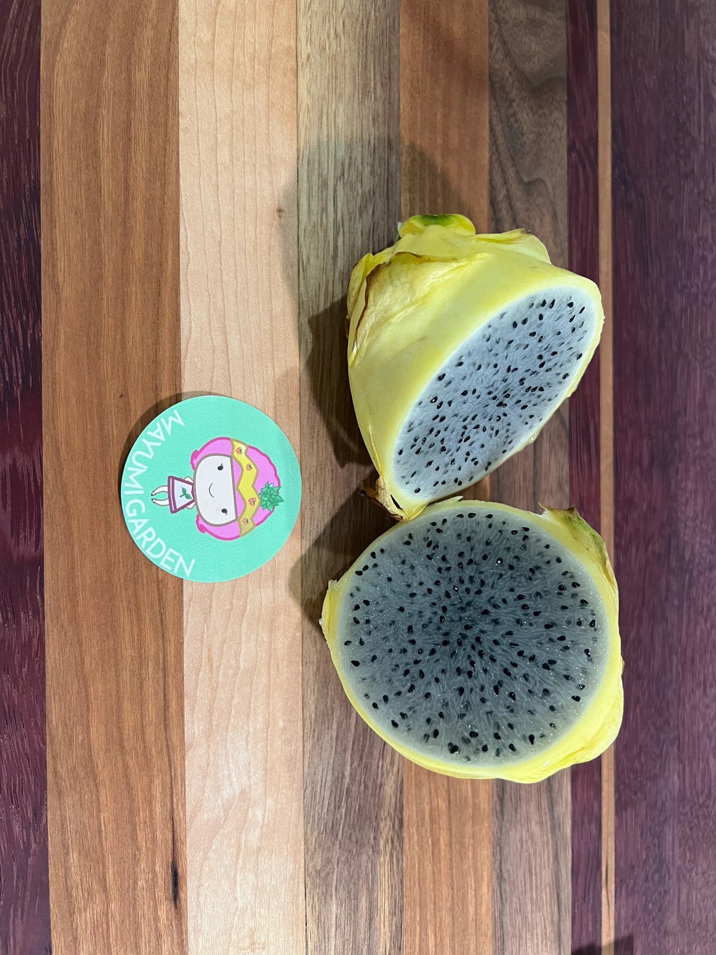 ISIS  Gold / Australian Gold dragon fruit cutting (12" or longer)