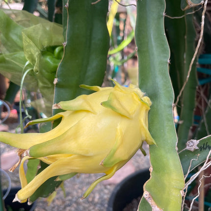 ISIS  Gold / Australian Gold dragon fruit cutting (12" or longer)