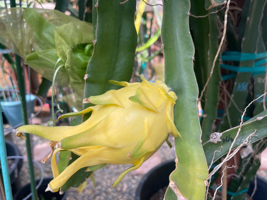 ISIS  Gold / Australian Gold dragon fruit cutting (12" or longer)