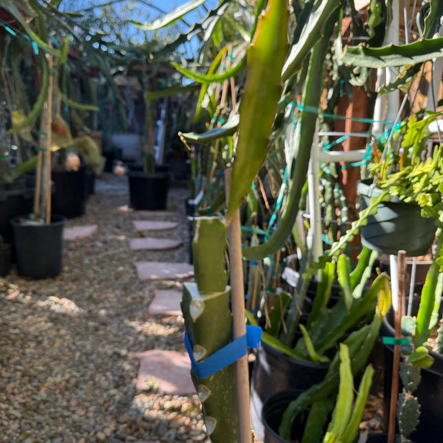 Jasmine (Don Burnett's hybrid) grafted dragon fruit live plant (A)