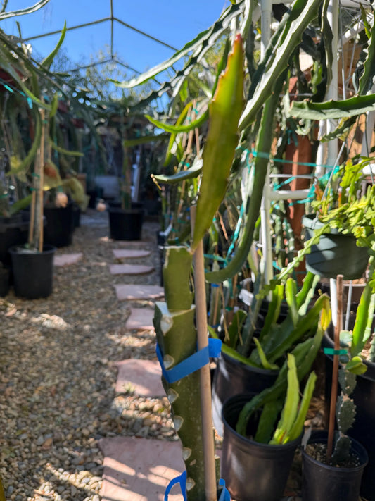 Jasmine (Don Burnett's hybrid) grafted dragon fruit live plant (A)