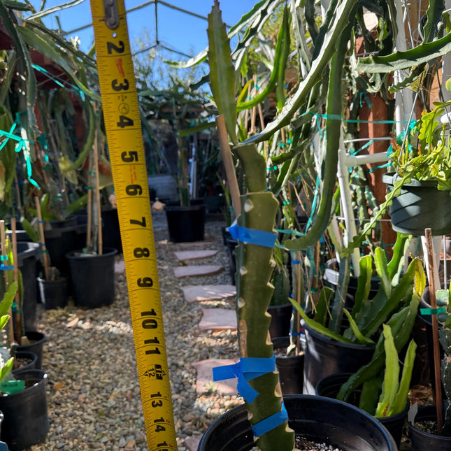 Jasmine (Don Burnett's hybrid) grafted dragon fruit live plant (A)