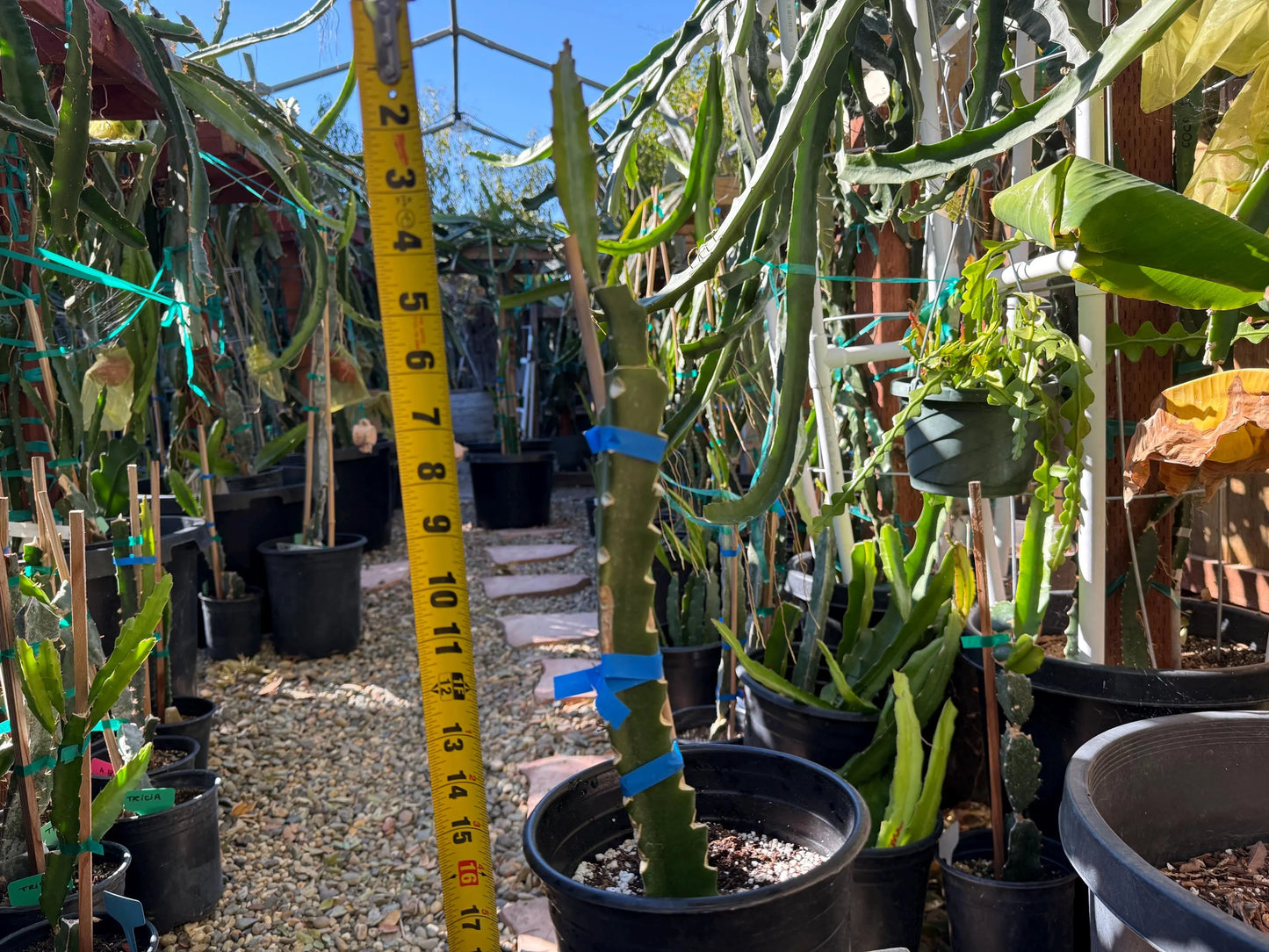 Jasmine (Don Burnett's hybrid) grafted dragon fruit live plant (A)