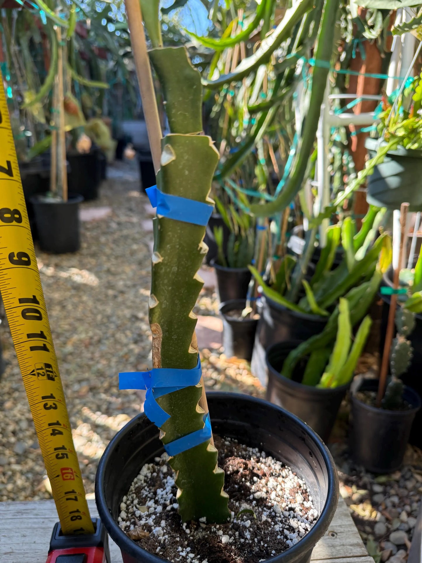 Jasmine (Don Burnett's hybrid) grafted dragon fruit live plant (A)