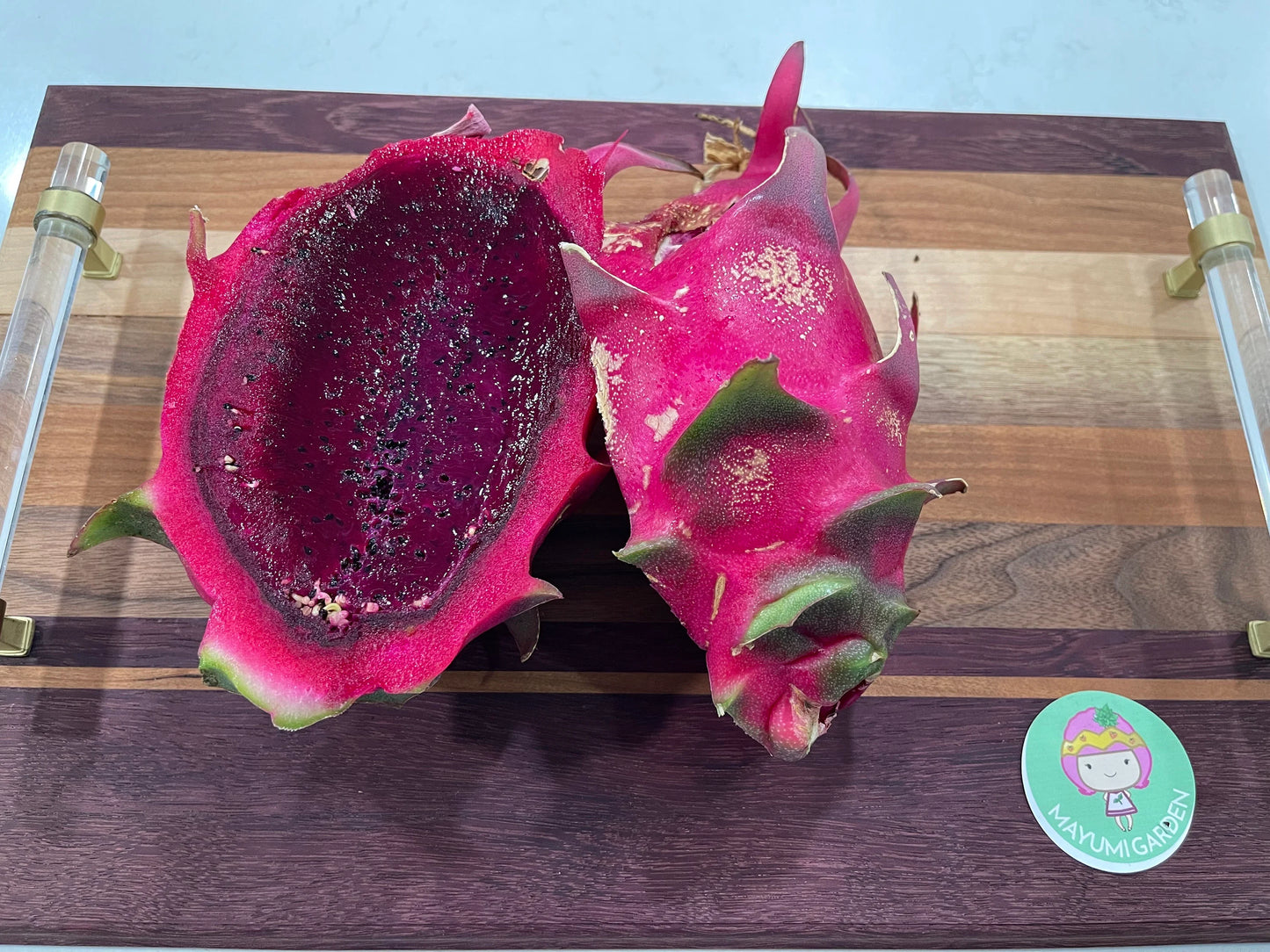 Lake Atitlan Red dragon fruit cuttings (12" or longer)