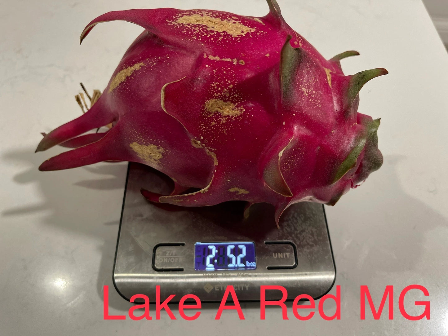Lake Atitlan Red dragon fruit cuttings (12" or longer)