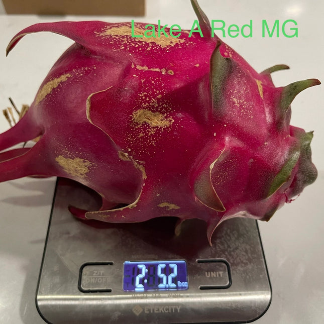 Lake Atitlan Red dragon fruit cuttings (12" or longer)
