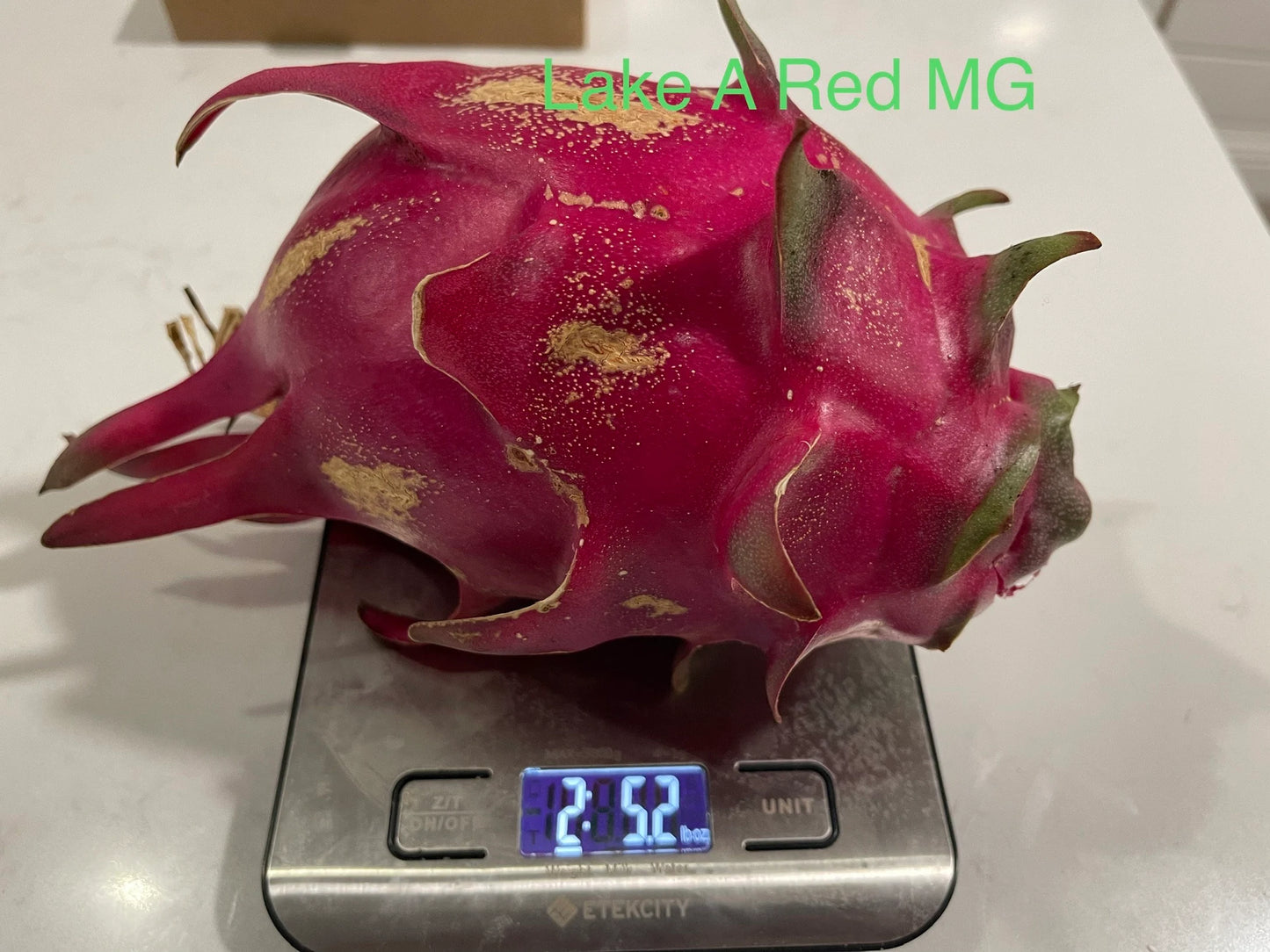 Lake Atitlan Red dragon fruit cuttings (12" or longer)