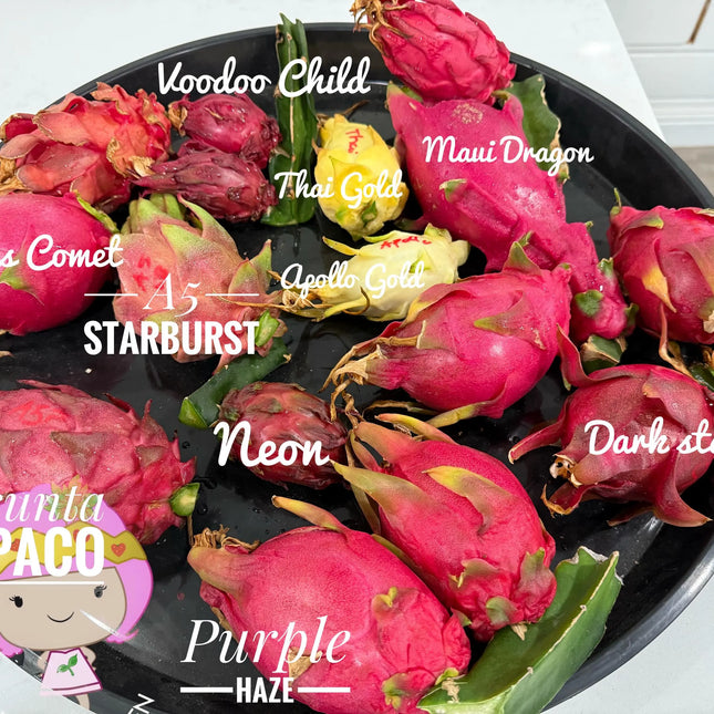 Maui Dragon Dragon Fruit live cuttings 12" long