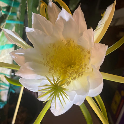 Maui Dragon Dragon Fruit live cuttings 12" long