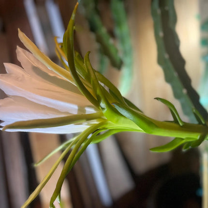 Maui Dragon Dragon Fruit live cuttings 12" long