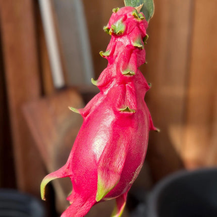 Maui Dragon Dragon Fruit live cuttings 12" long
