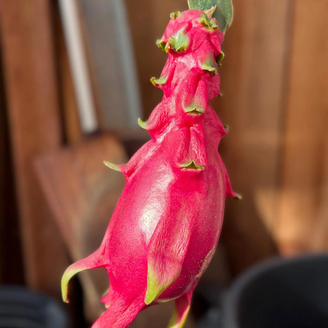 Maui Dragon Dragon Fruit live cuttings 12" long