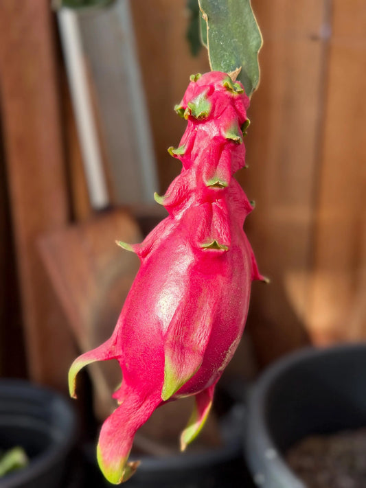 Maui Dragon Dragon Fruit live cuttings 12" long