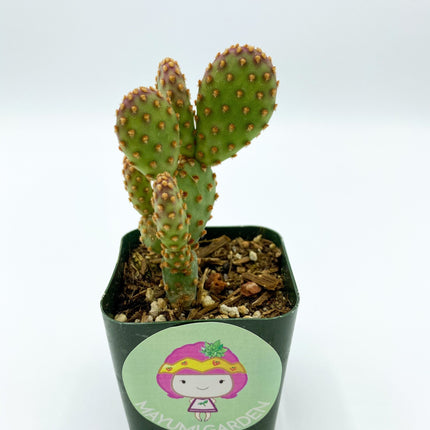 Opuntia rufida minima ‘Monstrose’, cactus, live plant