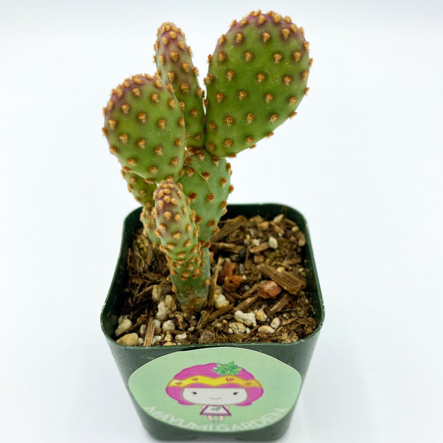 Opuntia rufida minima ‘Monstrose’, cactus, live plant