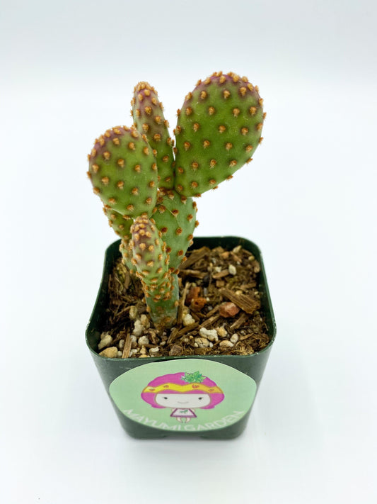 Opuntia rufida minima ‘Monstrose’, cactus, live plant