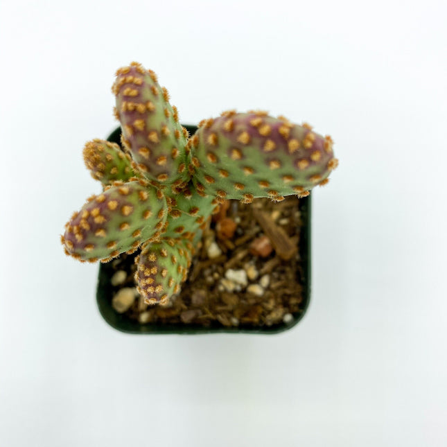 Opuntia rufida minima ‘Monstrose’, cactus, live plant