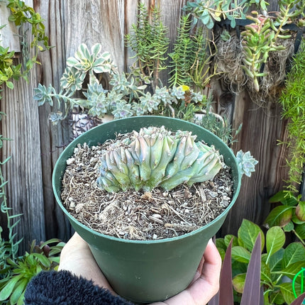 Myrtillocactus geometrizans cristata, Live Plant, Cactus