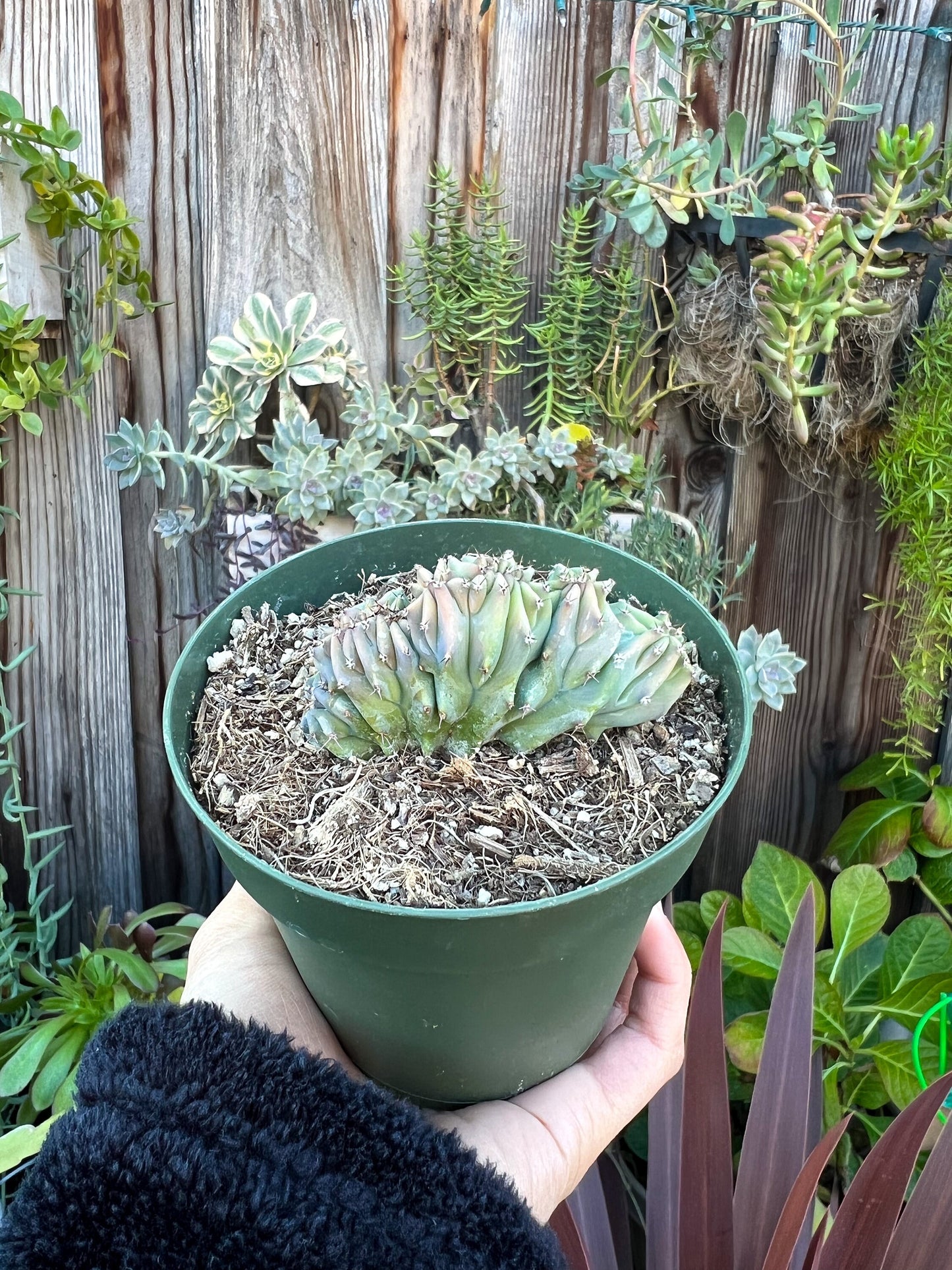 Myrtillocactus geometrizans cristata, Live Plant, Cactus