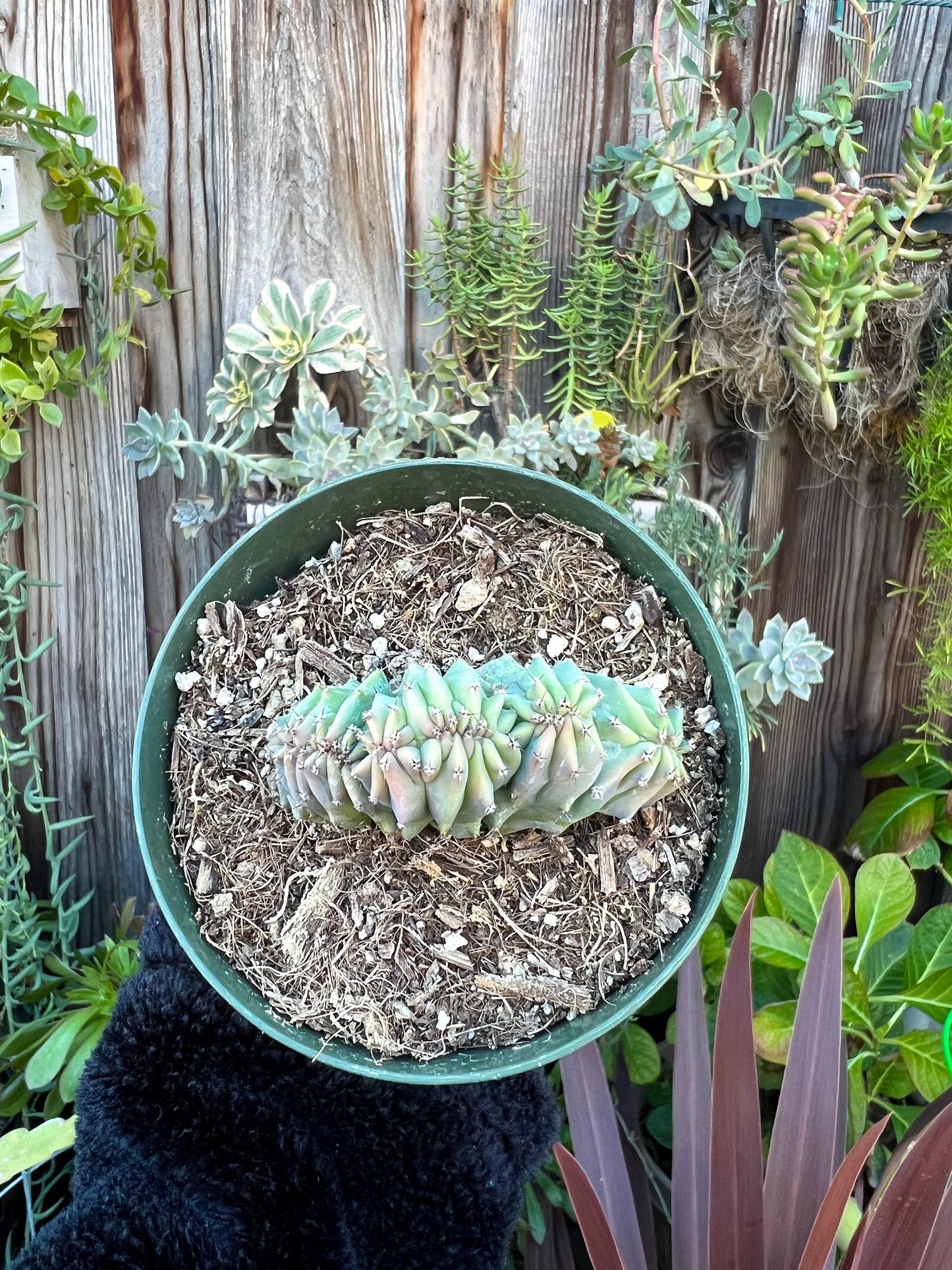 Myrtillocactus geometrizans cristata, Live Plant, Cactus