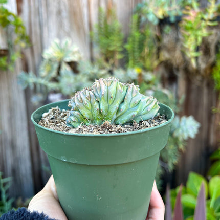Myrtillocactus geometrizans cristata, Live Plant, Cactus