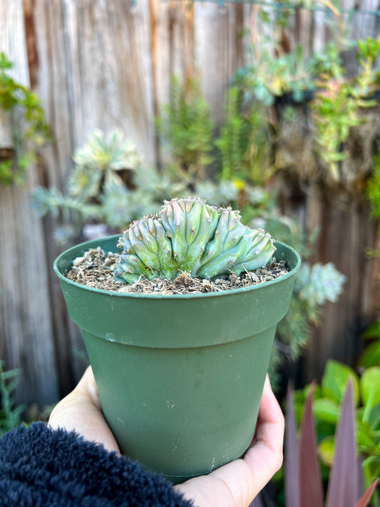 Myrtillocactus geometrizans cristata, Live Plant, Cactus