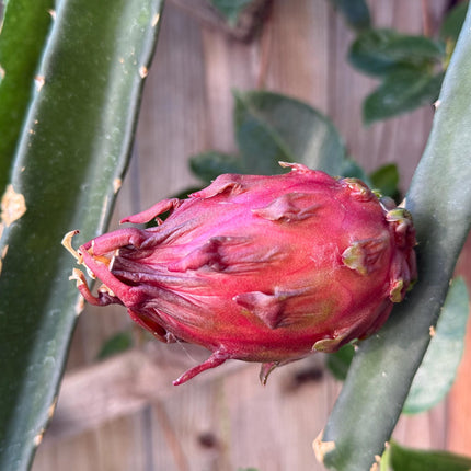Neon Dragon Fruit live cuttings (12")