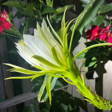 Neon Dragon Fruit live cuttings (12")