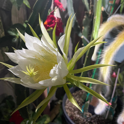 Neon Dragon Fruit live cuttings (12")