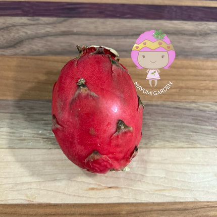 Neon Dragon Fruit live cuttings (12")