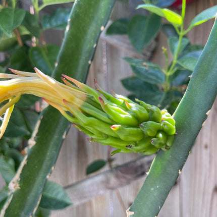 Neon Dragon Fruit live cuttings (12")