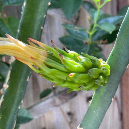 Neon Dragon Fruit live cuttings (12")