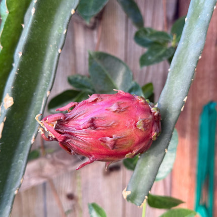Neon Dragon Fruit live cuttings (12")