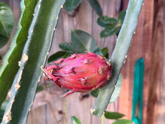 Neon Dragon Fruit live cuttings (12")