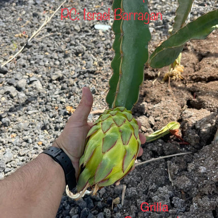 Ocamponis Grilla, Albino, Red and Purple cuttings and rooted plants