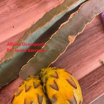 Ocamponis Grilla, Albino, Red and Purple cuttings and rooted plants