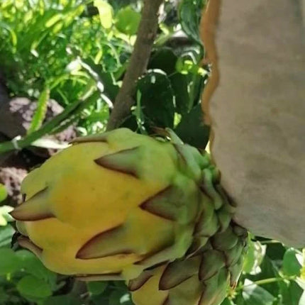 Ocamponis Grilla, Albino, Red and Purple cuttings and rooted plants