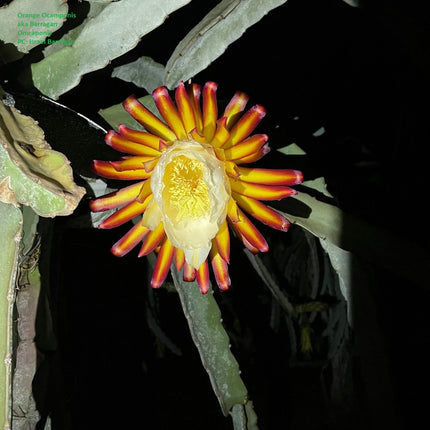 Ocamponis Grilla, Albino, Red and Purple cuttings and rooted plants