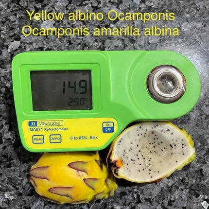 Ocamponis Grilla, Albino, Red and Purple cuttings and rooted plants