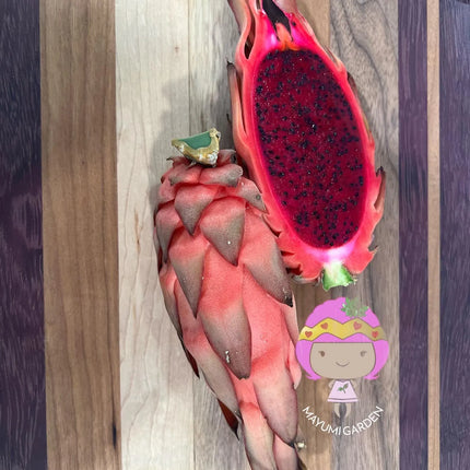 Ocamponis Grilla, Albino, Red and Purple cuttings and rooted plants