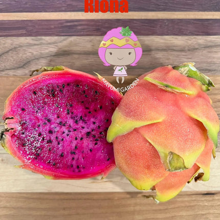 Ocamponis Grilla, Albino, Red and Purple cuttings and rooted plants