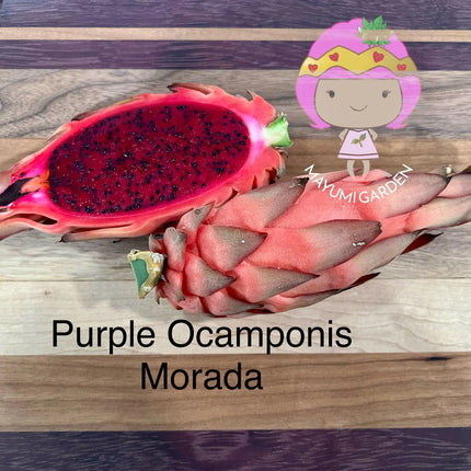 Ocamponis Grilla, Albino, Red and Purple cuttings and rooted plants