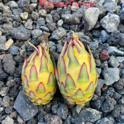 Ocamponis Grilla, Albino, Red and Purple cuttings and rooted plants