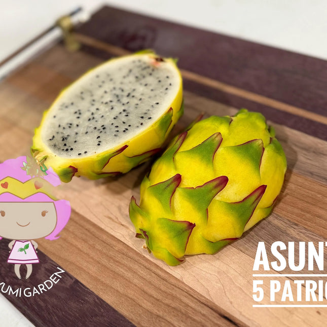 Patricia Asunta 5 Yellow Dragon Fruit live cuttings