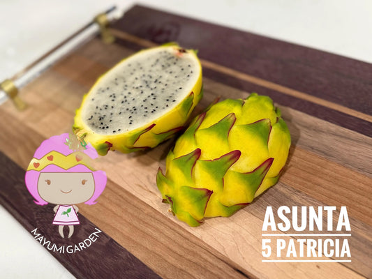 Patricia Asunta 5 Yellow Dragon Fruit live cuttings 12"