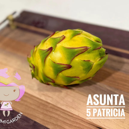Patricia Asunta 5 Yellow Dragon Fruit live cuttings