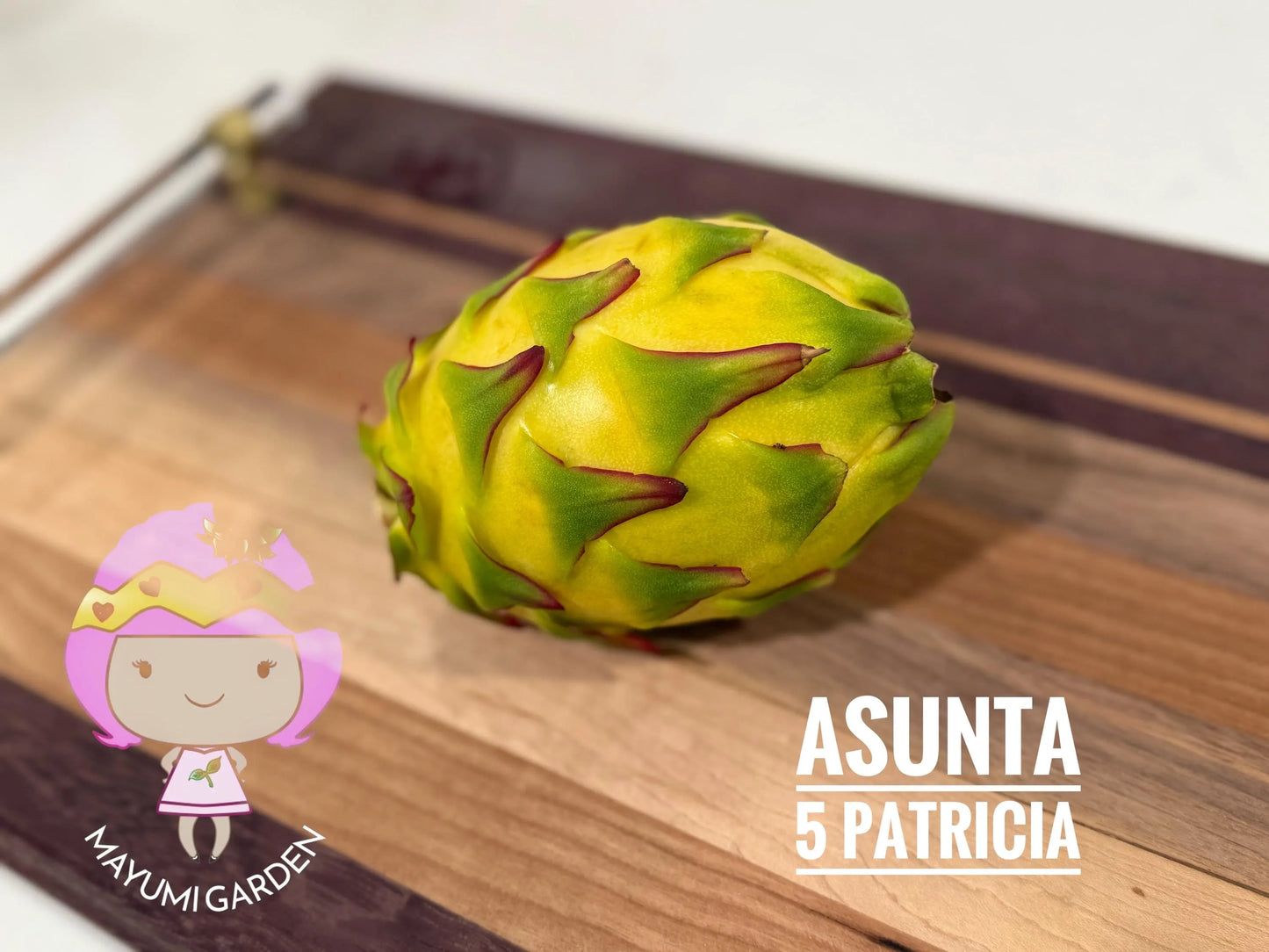 Patricia Asunta 5 Yellow Dragon Fruit live cuttings 12"