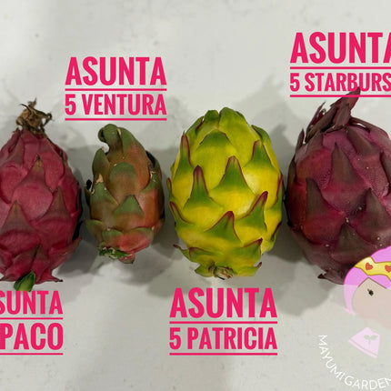 Patricia Asunta 5 Yellow Dragon Fruit live cuttings