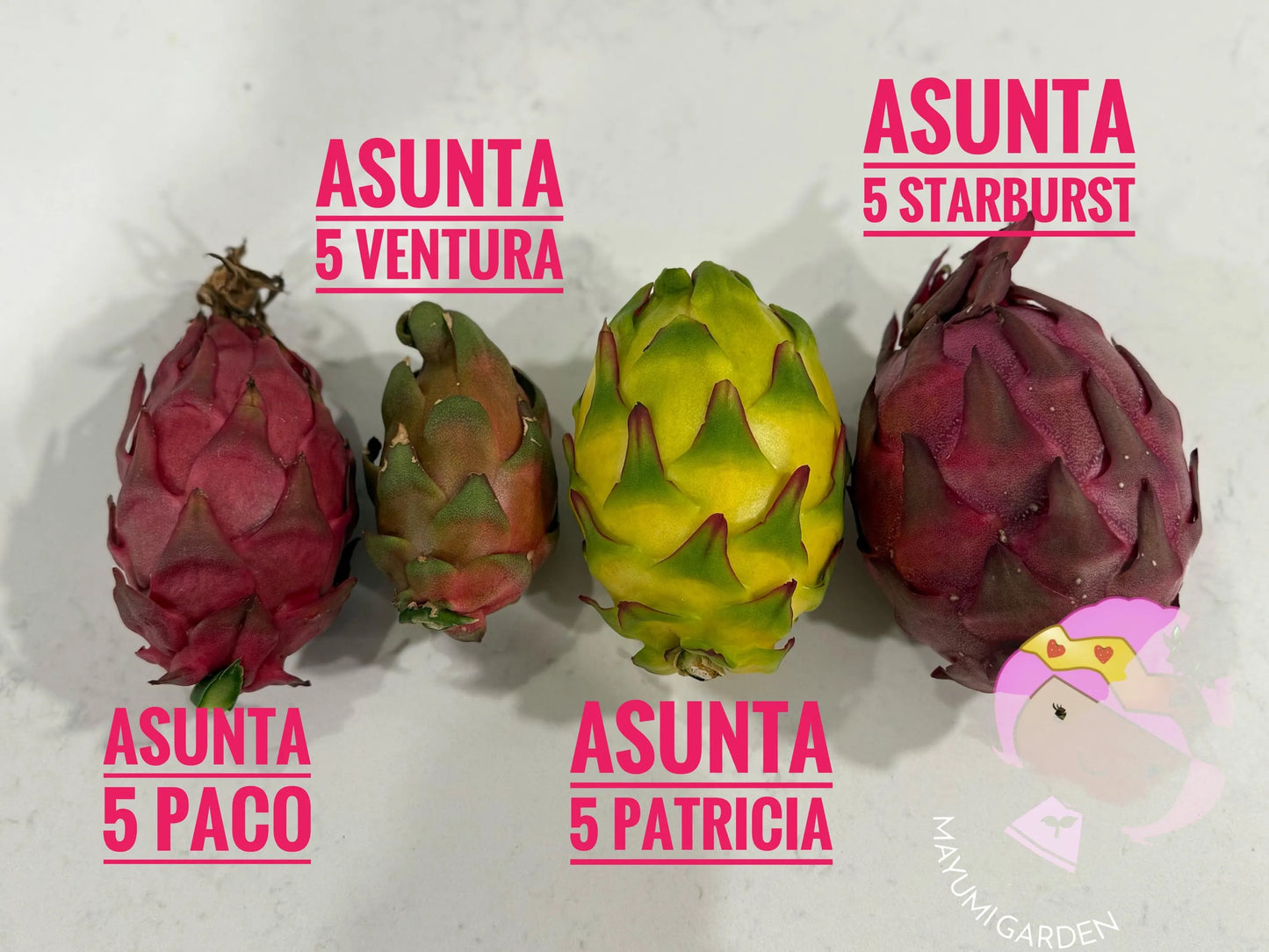 Patricia Asunta 5 Yellow Dragon Fruit live cuttings 12"
